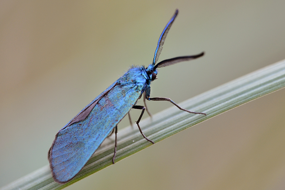 Ampfer Grünwidderchen