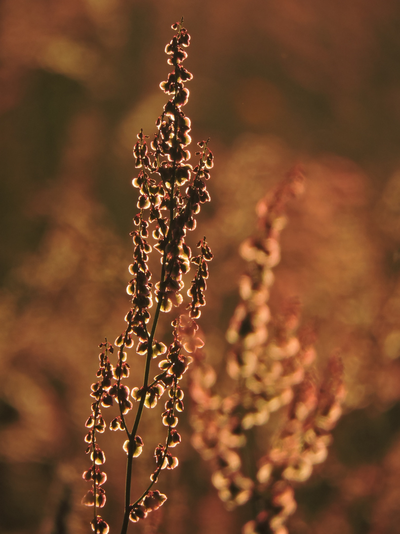 Ampfer im herbstlichen Morgenlicht