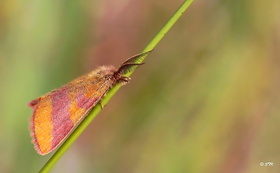 Ampfer Purpurspanner