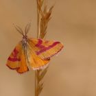 *  Ampfer-Purpurspanner (Lythria cruentaria) *