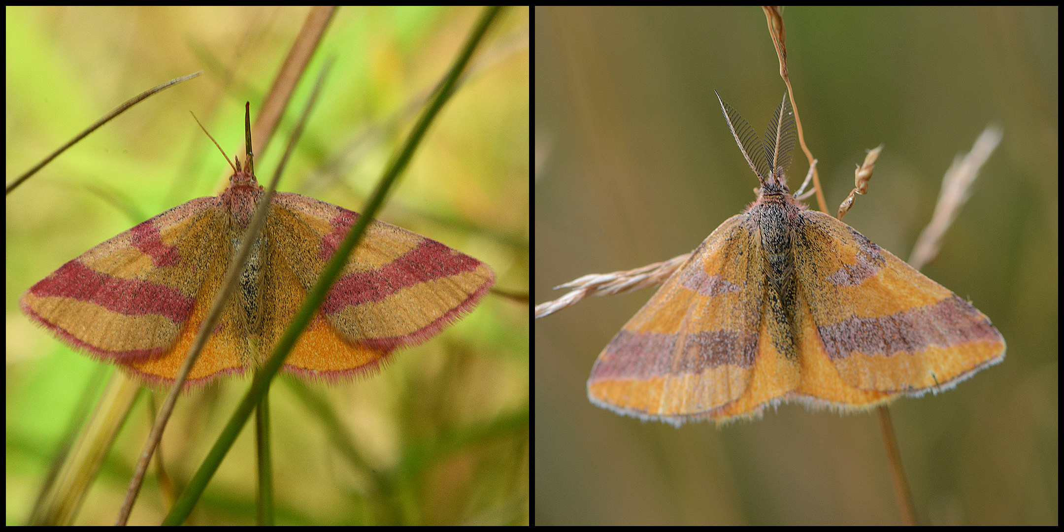 Ampfer-Purpurspanner - Lythria cruentaria