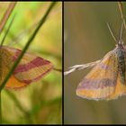 Ampfer-Purpurspanner - Lythria cruentaria