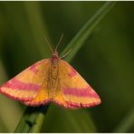 Ampfer - Purpurspanner  (Lythria cruentaria)