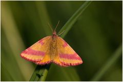 Ampfer - Purpurspanner  (Lythria cruentaria)