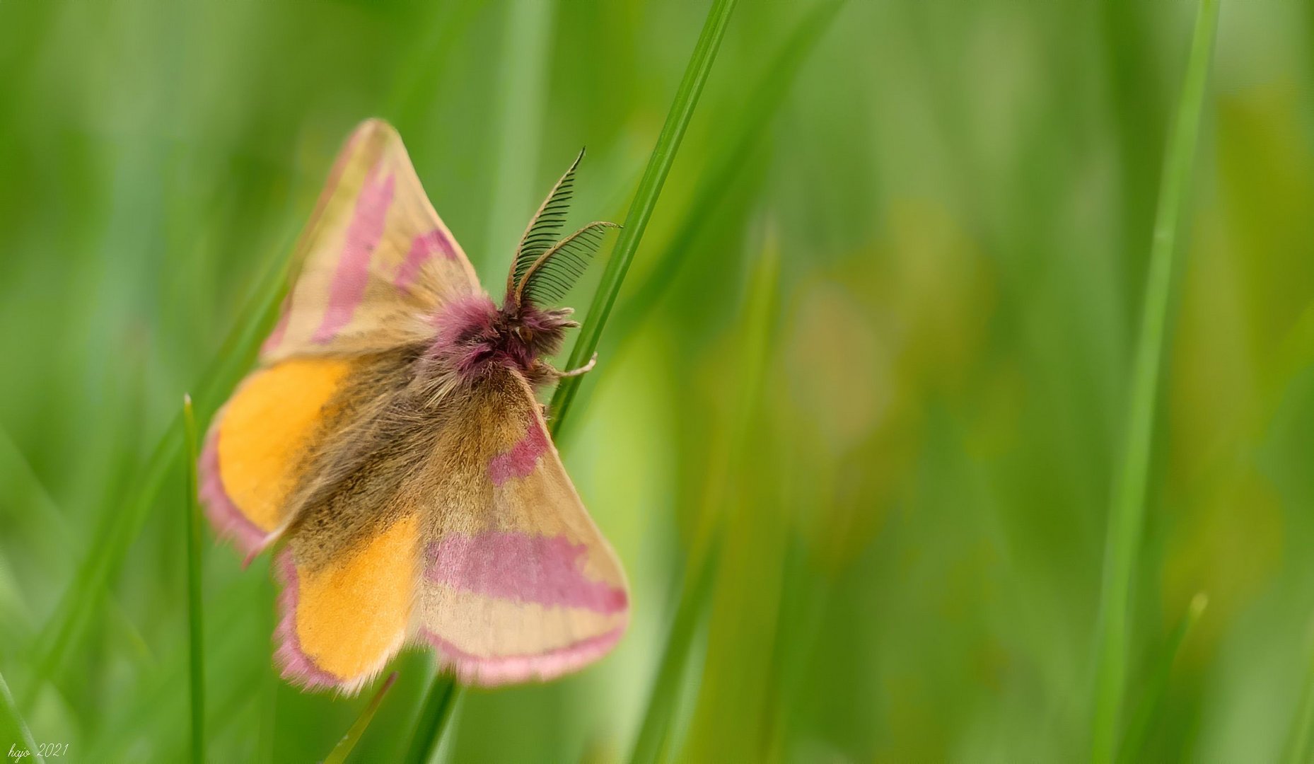 * Ampfer-Purpurspanner (Lythria cruentaria) *