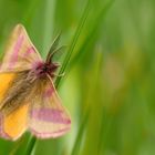 * Ampfer-Purpurspanner (Lythria cruentaria) *