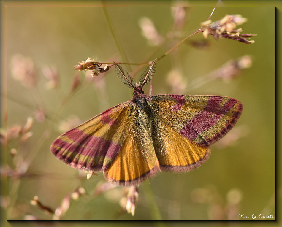 Ampfer-Purpurspanner (Lythria cruentaria)