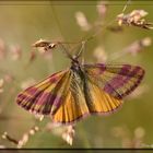 Ampfer-Purpurspanner (Lythria cruentaria)