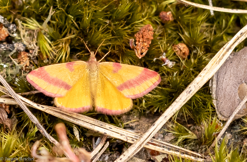 Ampfer- Purpurspanner ( lythria cruentaria )