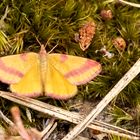 Ampfer- Purpurspanner ( lythria cruentaria )