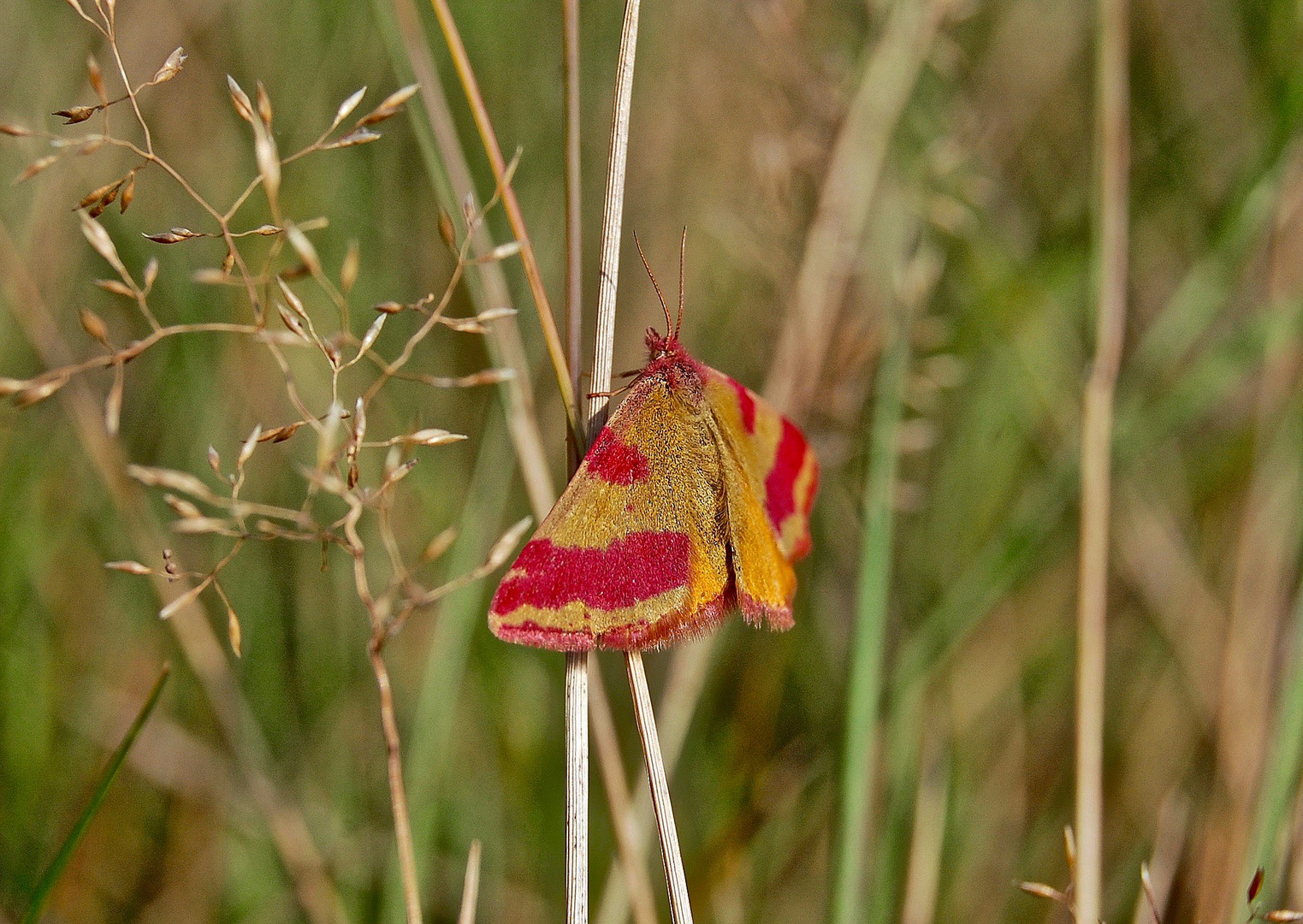 Ampfer - Purpurspanner ( Lythria Cruentaria ) 