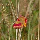 Ampfer - Purpurspanner ( Lythria Cruentaria ) 