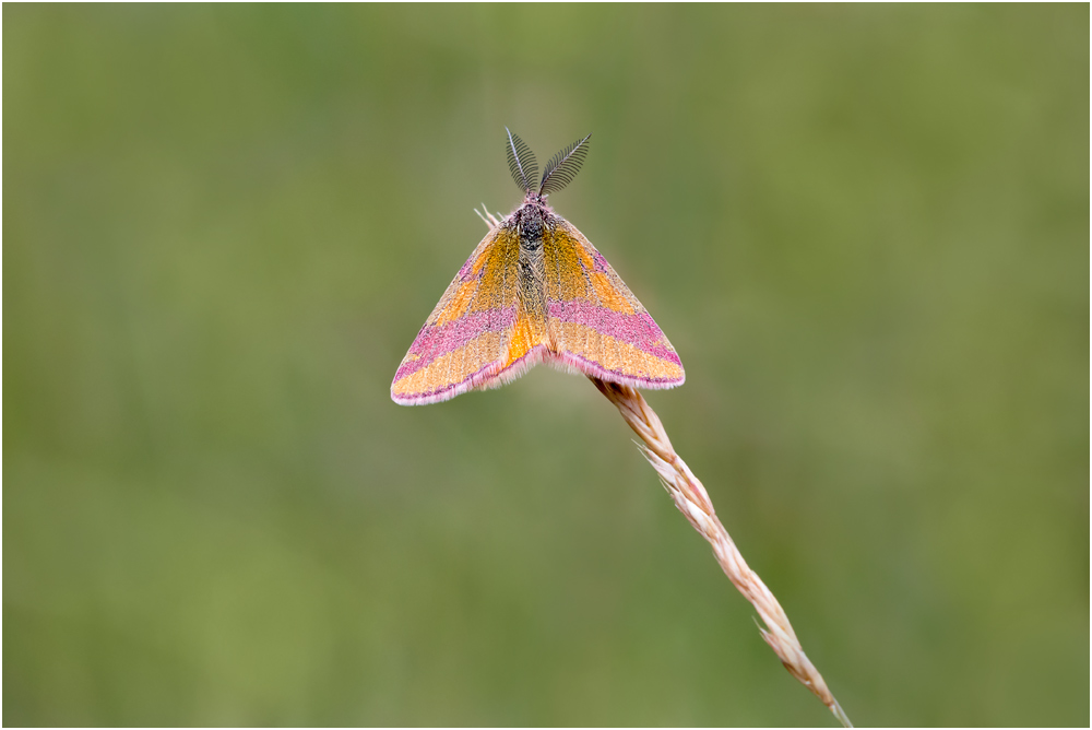 Ampfer-Purpurspanner (Lythria cruentaria) I/15