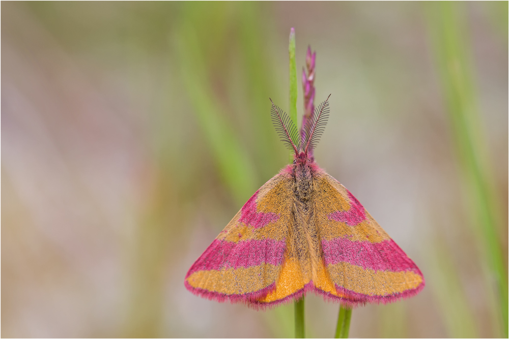 Ampfer-Purpurspanner (Lythria cruentaria) M.