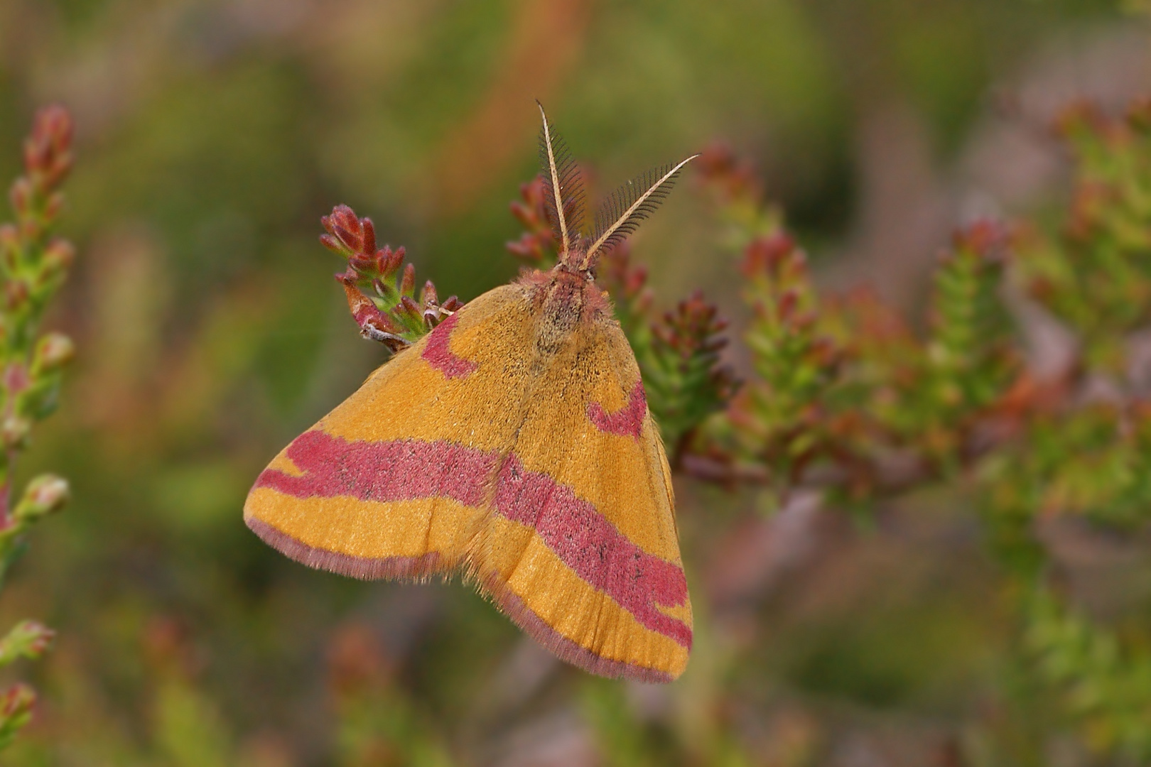 Ampfer-Purpurspanner (Lythria cruentaria), Männchen