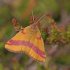 Ampfer-Purpurspanner (Lythria cruentaria), Männchen