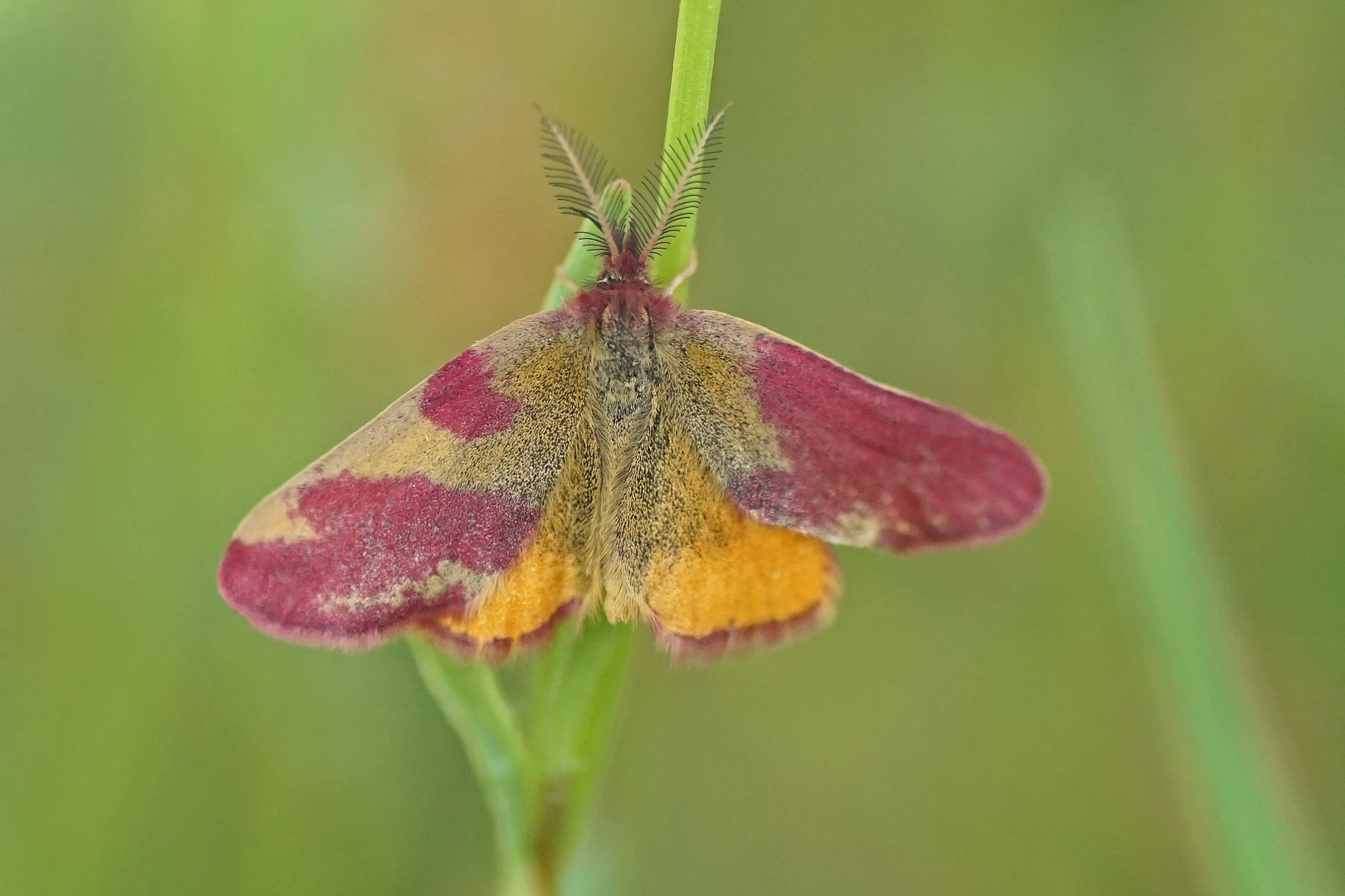 Ampfer-Purpurspanner (Lythria cruentaria), Männchen (Farb-Abberation)