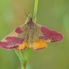 Ampfer-Purpurspanner (Lythria cruentaria), Männchen (Farb-Abberation)