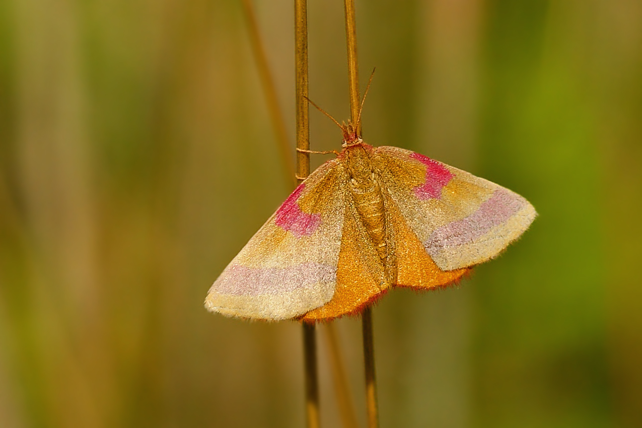 Ampfer-Purpurspanner (Lythria cruentaria), Weibchen.