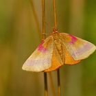 Ampfer-Purpurspanner (Lythria cruentaria), Weibchen.