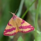 Ampfer-Purpurspanner-Weibchen 1      - auf das Foto klicken zum Vergrößern