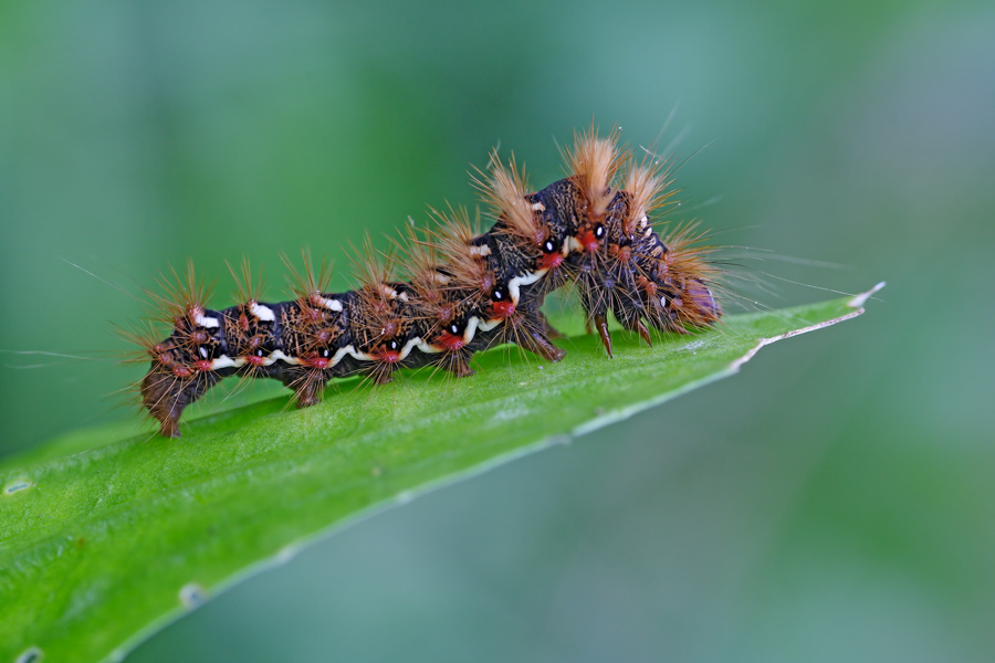 Ampfer-Rindeneule , Acronicta rumicis