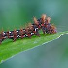 Ampfer-Rindeneule , Acronicta rumicis