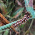 Ampfer-Rindeneule (Acronicta rumicis)