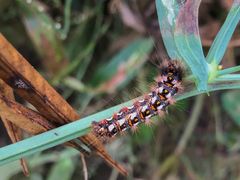 Ampfer-Rindeneule (Acronicta rumicis)