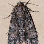 Ampfer-Rindeneule (Acronicta rumicis)