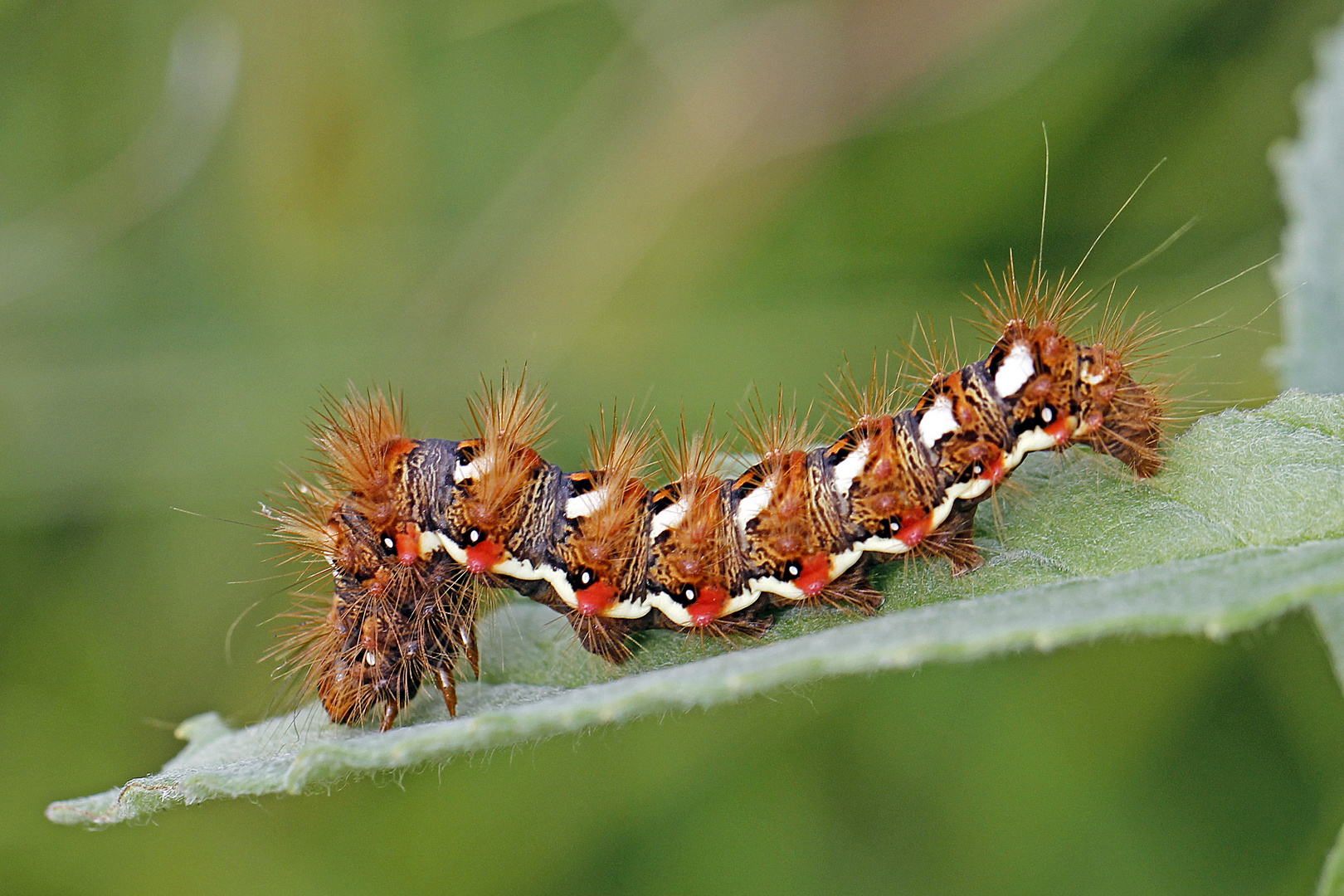 Ampfer-Rindeneule (Acronicta rumicis)