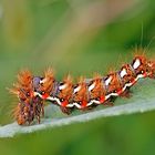 Ampfer-Rindeneule (Acronicta rumicis)