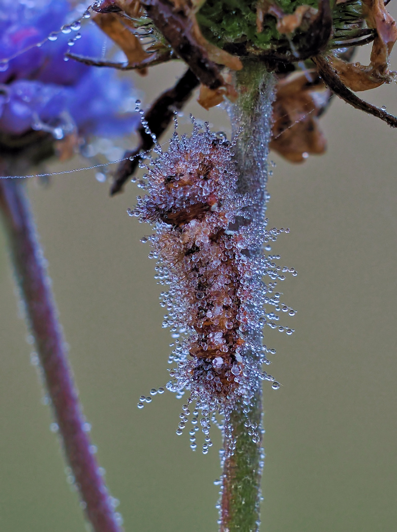 Ampfer-Rindeneule (Acronicta rumicis) Raupe im Morgentau 