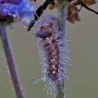 Ampfer-Rindeneule (Acronicta rumicis) Raupe im Morgentau 