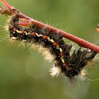 Ampfer Rindeneule (Raupe)