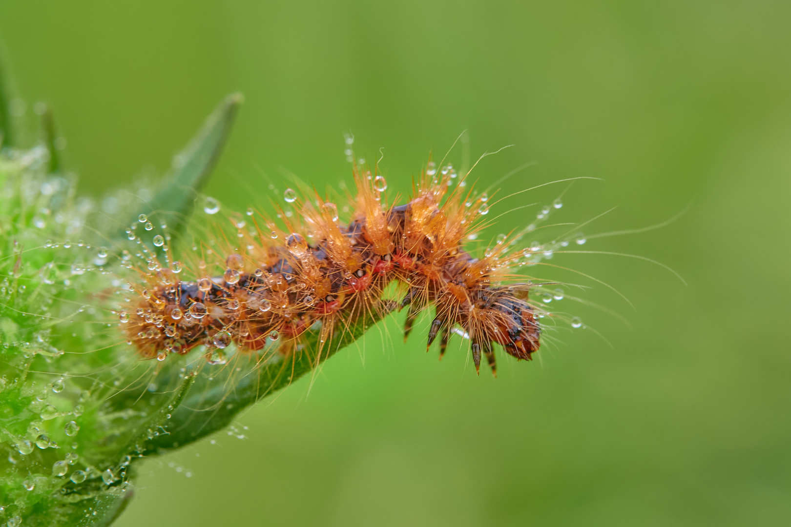 Ampfer-Rindeneule Raupe