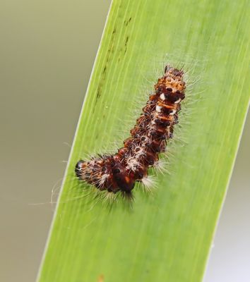 Ampfer-Rindeneule soll´s mal werden