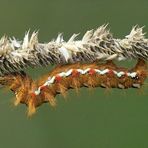 Ampfer-Rindeneulen-Raupe