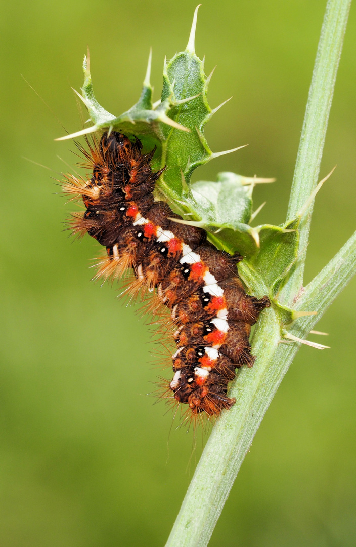 Ampfer-Rindeneulen Raupe