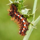 Ampfer-Rindeneulen Raupe