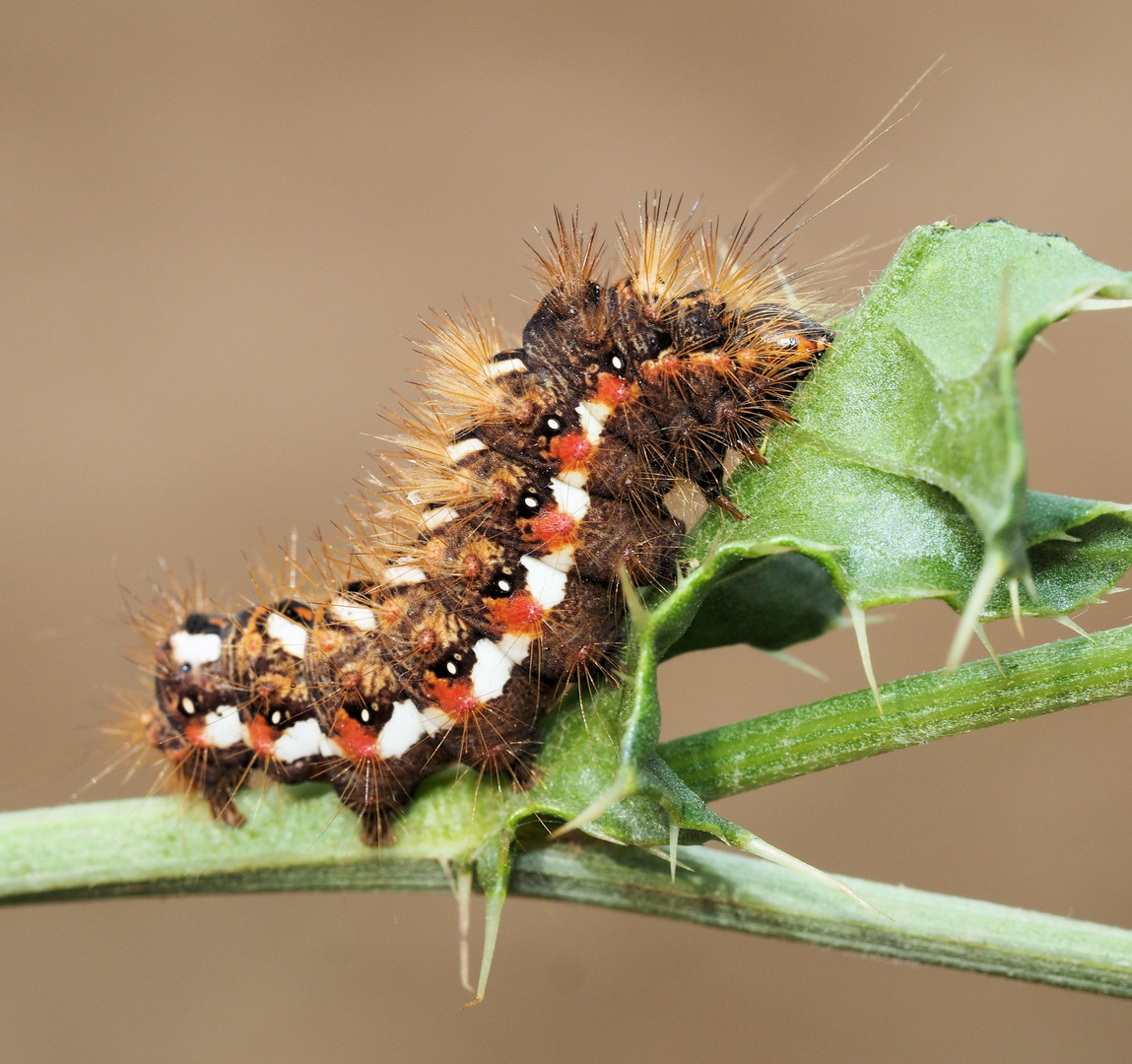 Ampfer-Rindeneulen Raupe auf Distel...