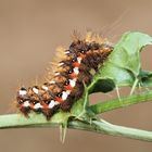 Ampfer-Rindeneulen Raupe auf Distel...