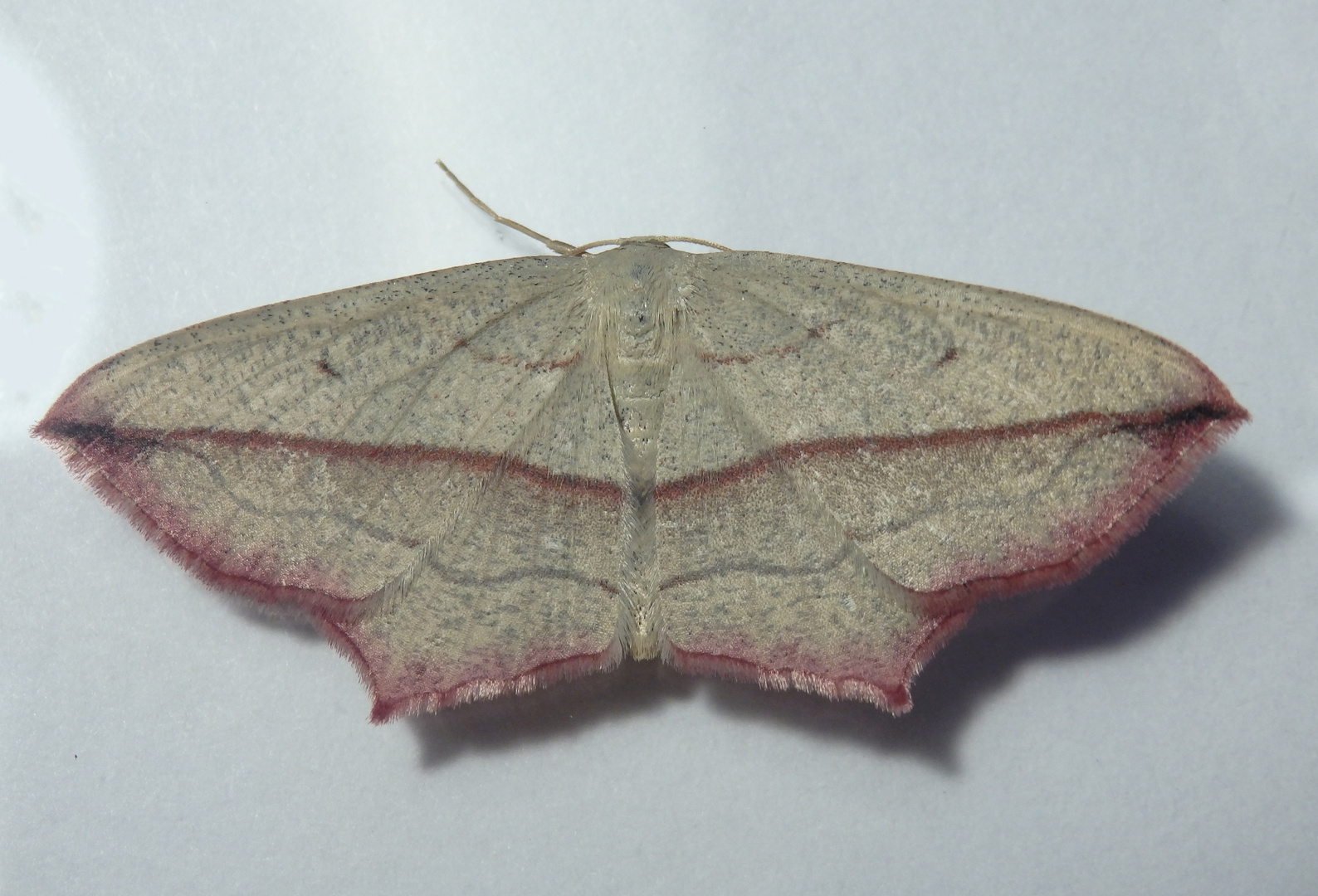 Ampfer-Spanner (Timandra comae) 