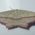 Ampfer-Spanner (Timandra comae) 