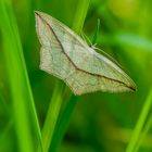 Ampfer Spanner (Timandra comae)