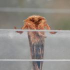 Ampfer-Wurzelbohrer (Trioda sylvina) - Männchen