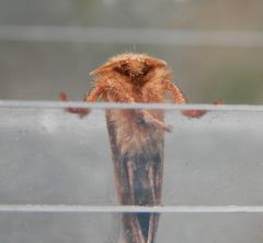 Ampfer-Wurzelbohrer (Trioda sylvina) - Männchen