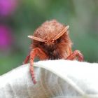 Ampfer-Wurzelbohrer (Trioda sylvina) - Männchen