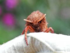 Ampfer-Wurzelbohrer (Trioda sylvina) - Männchen