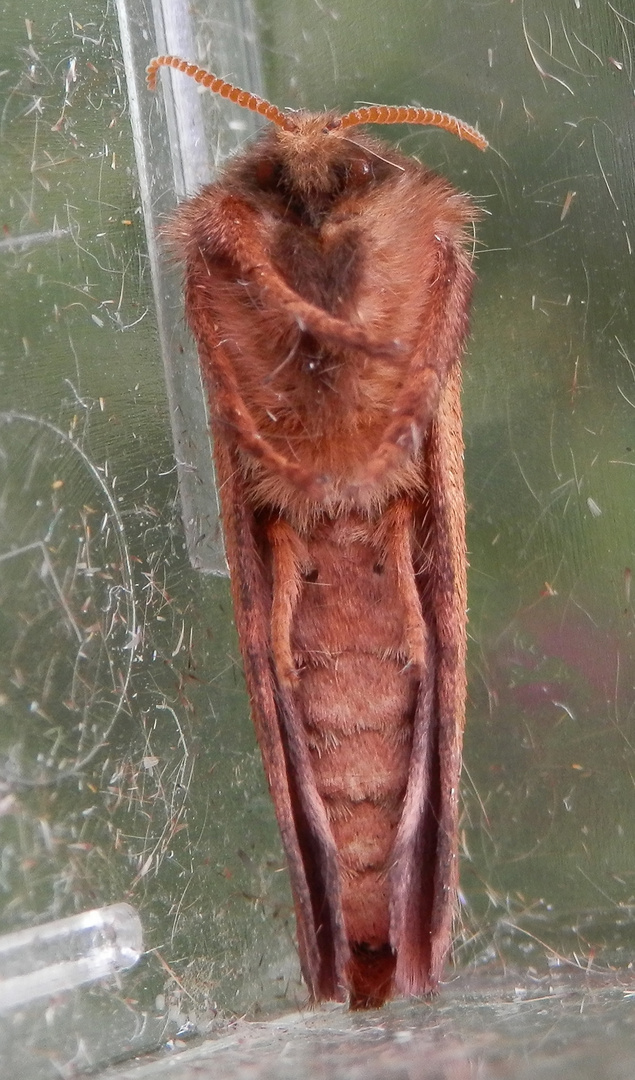 Ampfer-Wurzelbohrer (Trioda sylvina) - Männchen